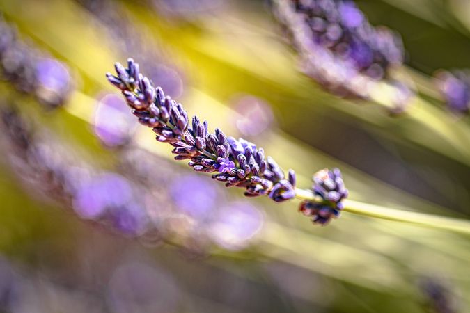 Side of one purple lavender flower in in sunny field