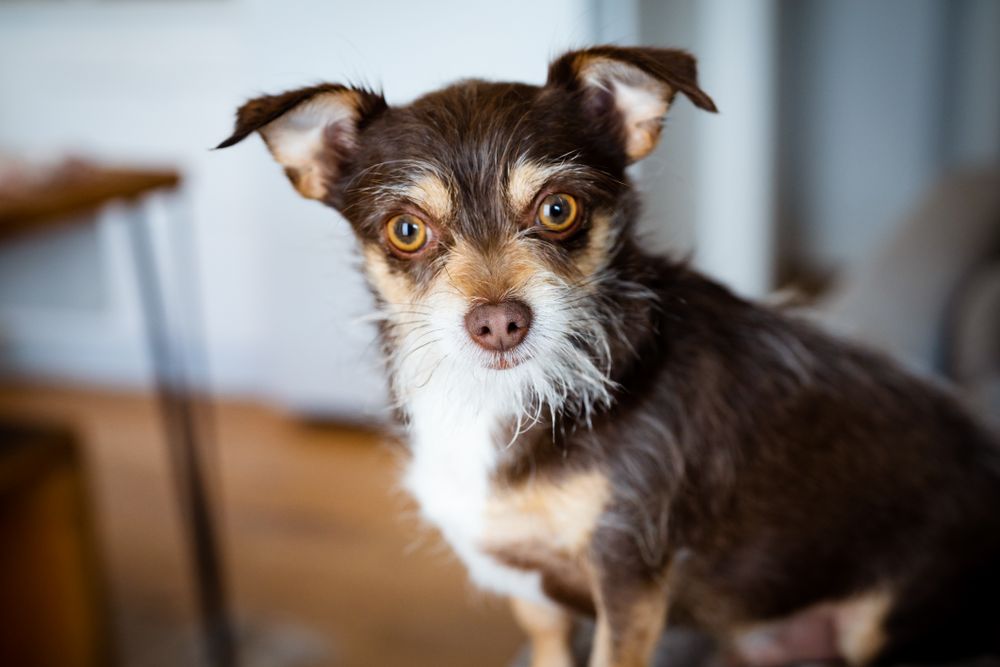 Cute brown chihuahua mix looking at camera