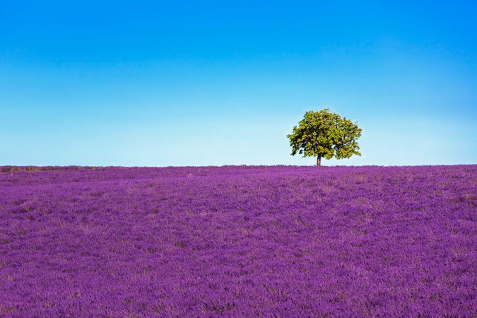 Lavender and lonely tree on the top of the hill, Provence, France