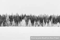 Tamarack trees, without needles, and evergreens in the snow in Aitkin County, Minnesota 49r7Lb