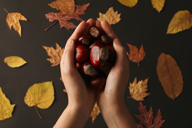 Fresh and ripe chestnuts, woman holds chestnuts