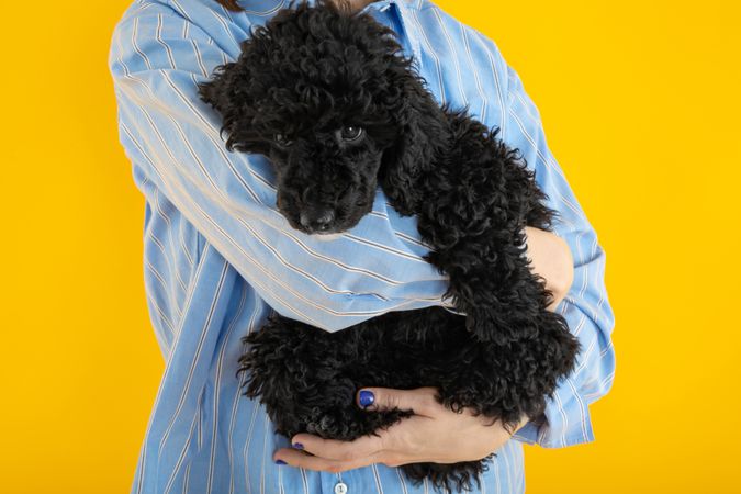 Owner’s arm holding cute poodle
