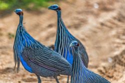 Vulturine guinea fowl, Samburu, Kenya