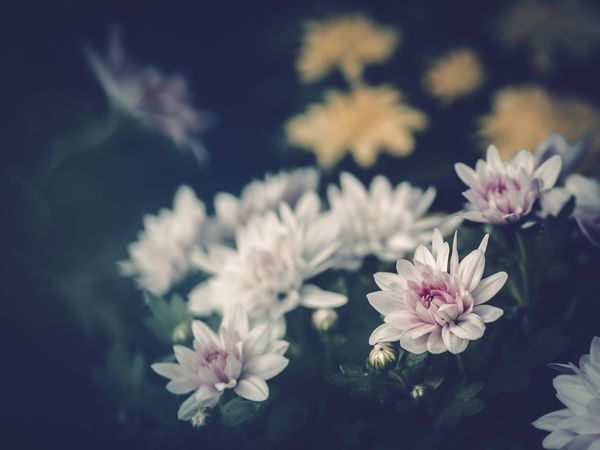 Pretty flower growing in garden