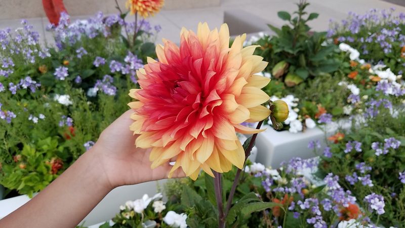 Red and yellow dahlia in person’s hand