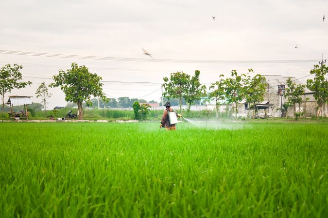 Indonesian farmer spraying plants while in field