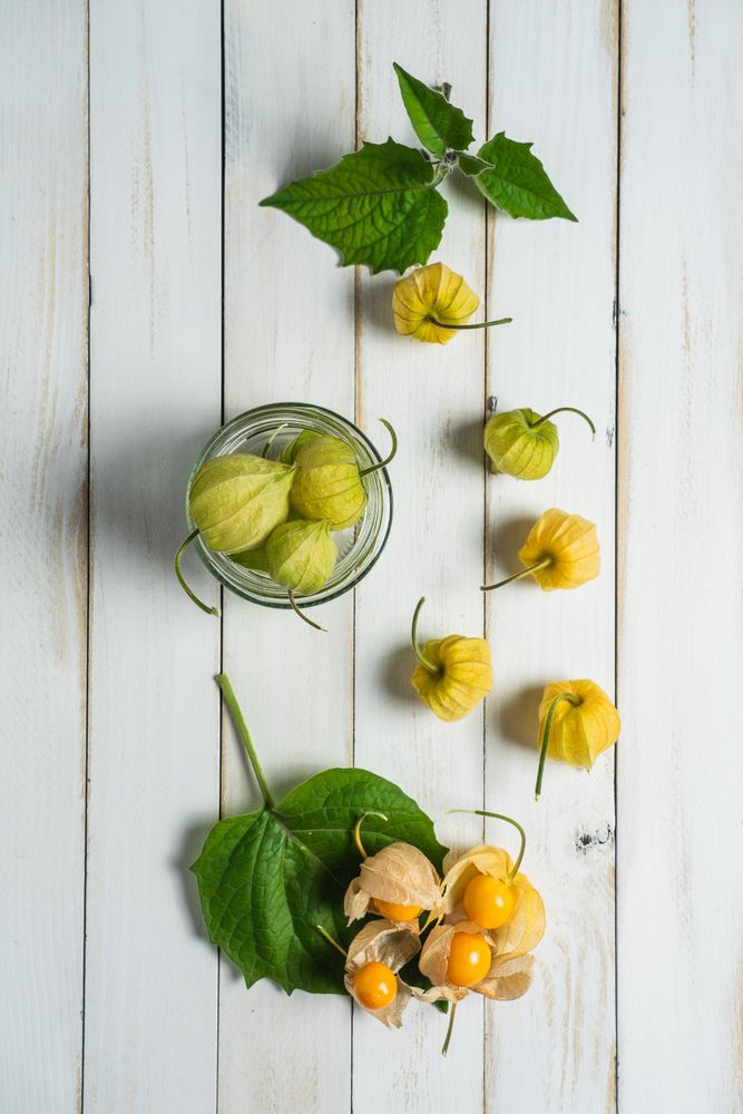 Physalis fruit also called uchuva, cape gooseberry or gold berries, native of Peru, on a wooden board with leaves
