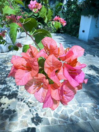 Red Flowers