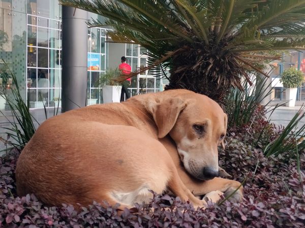 Dog resting on soft plants in a building complex