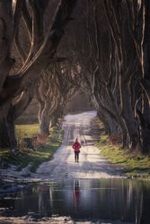 Unrecognizable person on beech trees tunnel in winter day