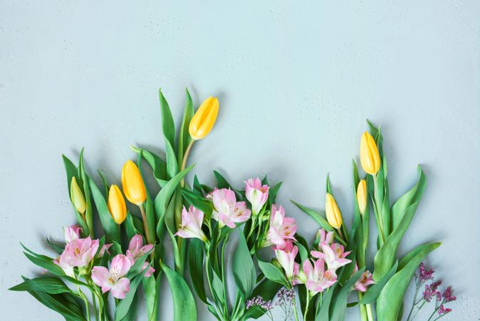 Tulips and other spring flowers on baby blue background