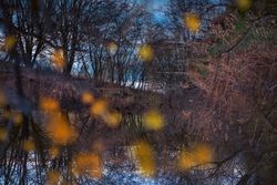 Forest in the fall with yellow leaves in the foreground