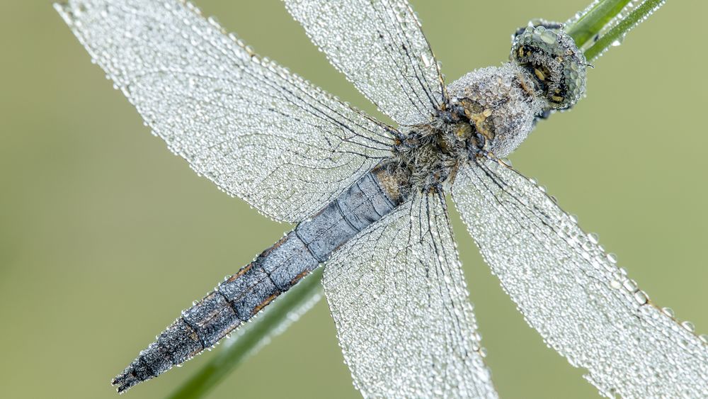 Dragonfly on leaf