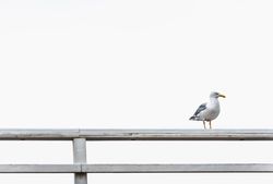 Single seagull on a fence