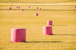 Bales wrapped with pink plastic