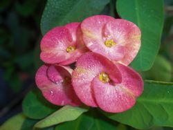 euphorbia flower