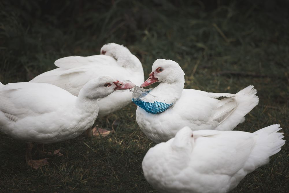 Bird helping other bird with lastic waste on bird neck