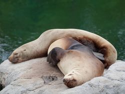 Napping Steller Sea Lions (Eumetopias jubatus)