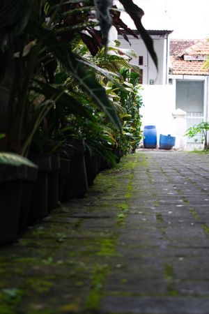Pots flower in line in front of home, house gardening, low angle view
