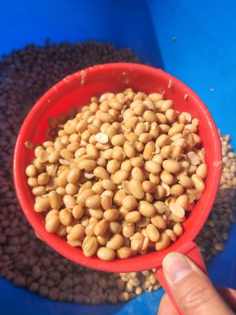 Boiling Yellow Soybeans in a Traditional Pot