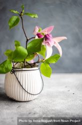 Vase of magnolia flowers 4Bavad