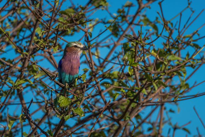 Lilac-breasted roller perched in leafy bush branches