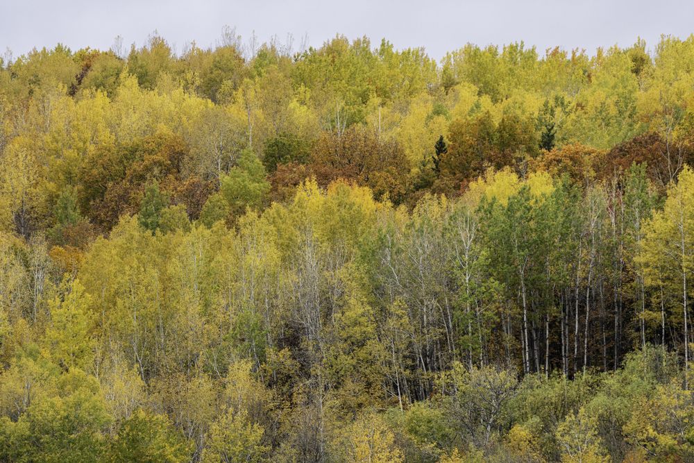 View over Grand Portage Trail in Jay Cooke State Park, Minnesota