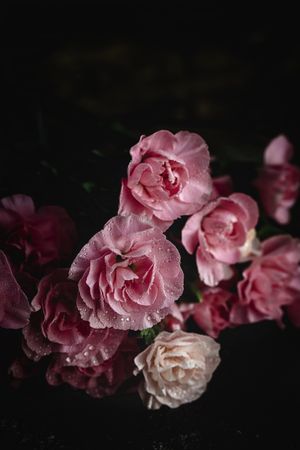 bouquet of pink carnations flowers