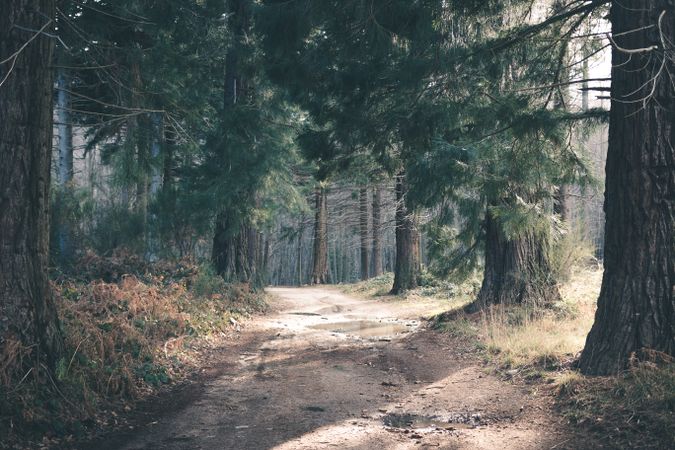 Dusty road in conifer forest