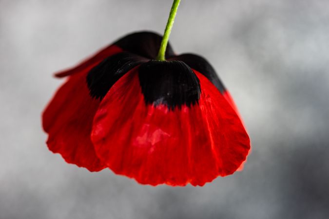 Close up red poppy flower