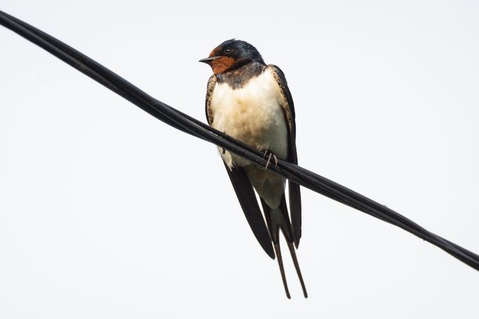 Barn swallow on wire