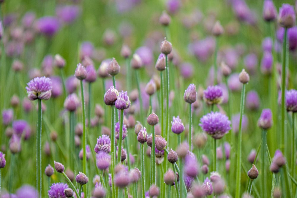 Copake, New York - May 19, 2022: Field of purple flowers among tall grass