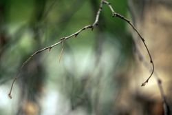Dry leaves on tree branch