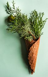 Christmas holiday concept with cone full of green thuja on green pastel background