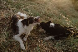Border Collie dogs having fun together during stick game on dry grass in countryside
