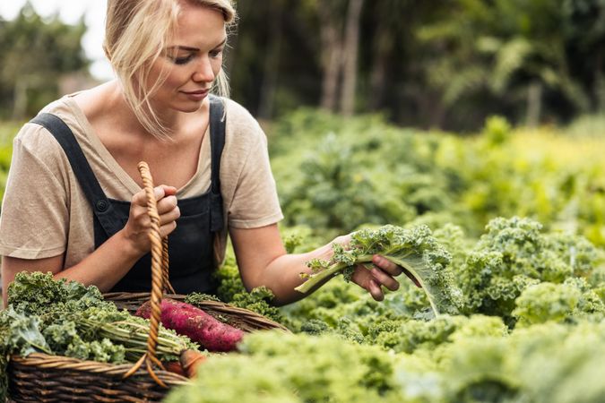 Young female gardener gathering fresh vegetables into a basket