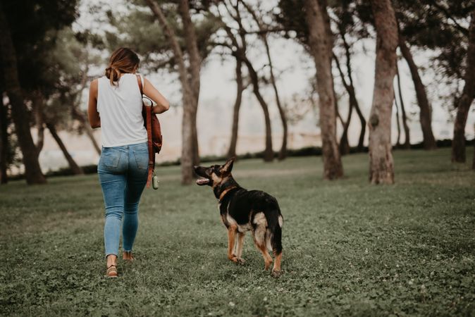 Cute german shepherd walking on green park with owner