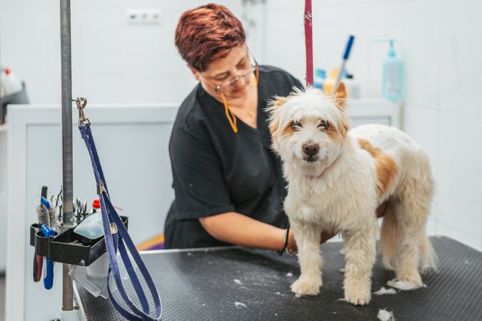 groomer shaving happy dog