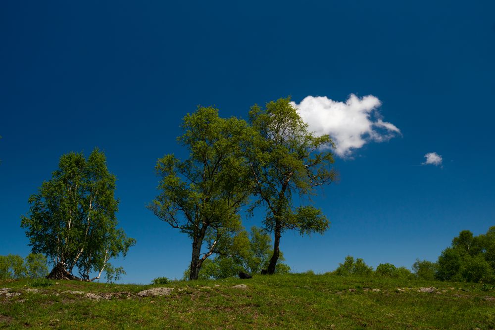 Green hillside with trees under blue sky and fluffy cloud.