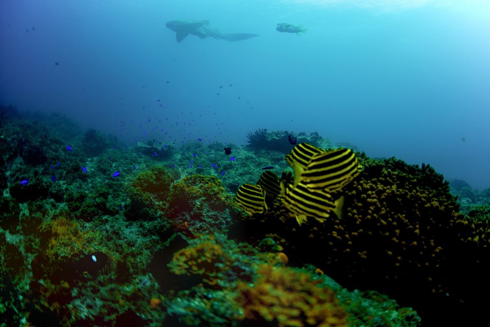 Striped fish at coral