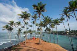 Tranquil female traveler among palms at seashore