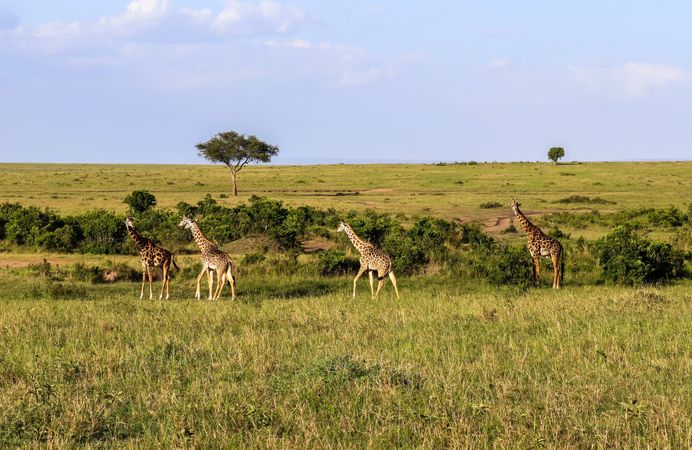 Wild giraffes in the nature of Africa.