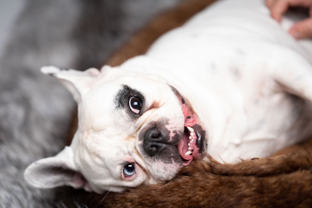 Funny french bulldog lying on brown pet bed