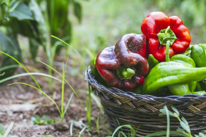 Green and red peppers in basket in garden