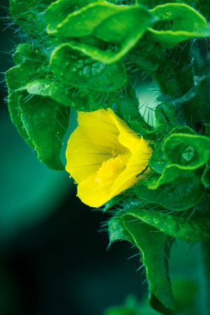 the delicate beauty of a grass flower, showcasing its slender, feathery petals and intricate structurethe delicate beauty of a grass flower, showcasing its slender, feathery petals and intricate structure