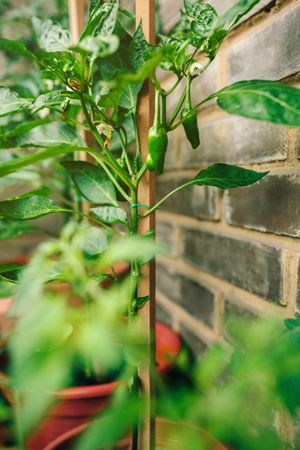 Green peppers growing in vegetable garden in balcony