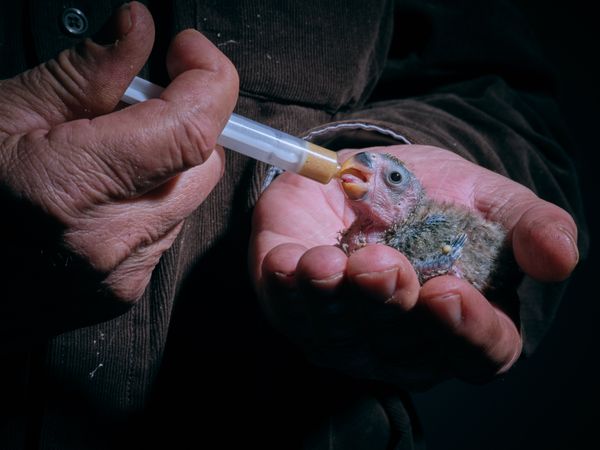 Crop man feeding newborn lovebird chick
