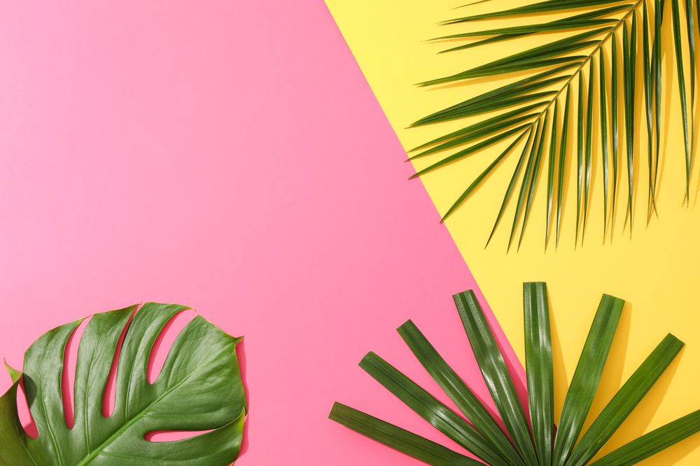 Different palm leaves on two color background, copy space