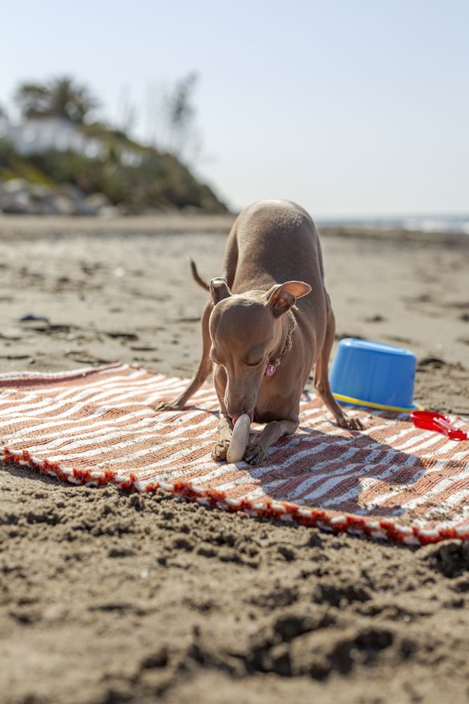 Cute puppy playing on beach in sunny day