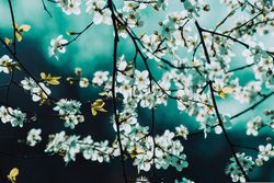 Branches with green background